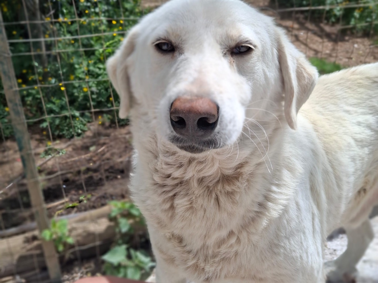 Vuoi adottare un cane a Salerno?