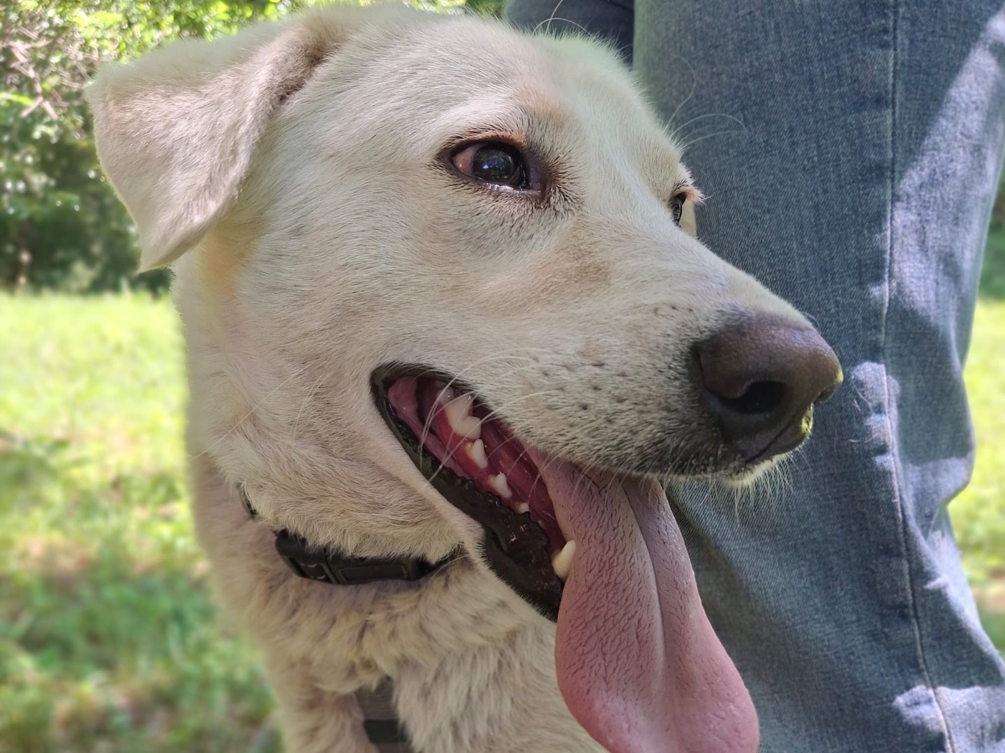 Adotta il cane Zucchero  a Salerno
