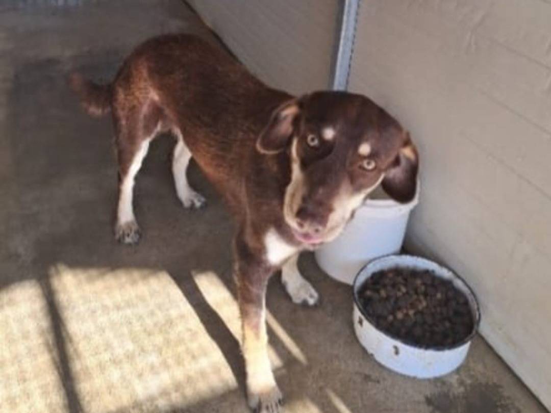Adozione cane, maschio, Razza sconosciuta Razza sconosciuta, 2 anni e 6 mesi, taglia media contenuta, Cosenza