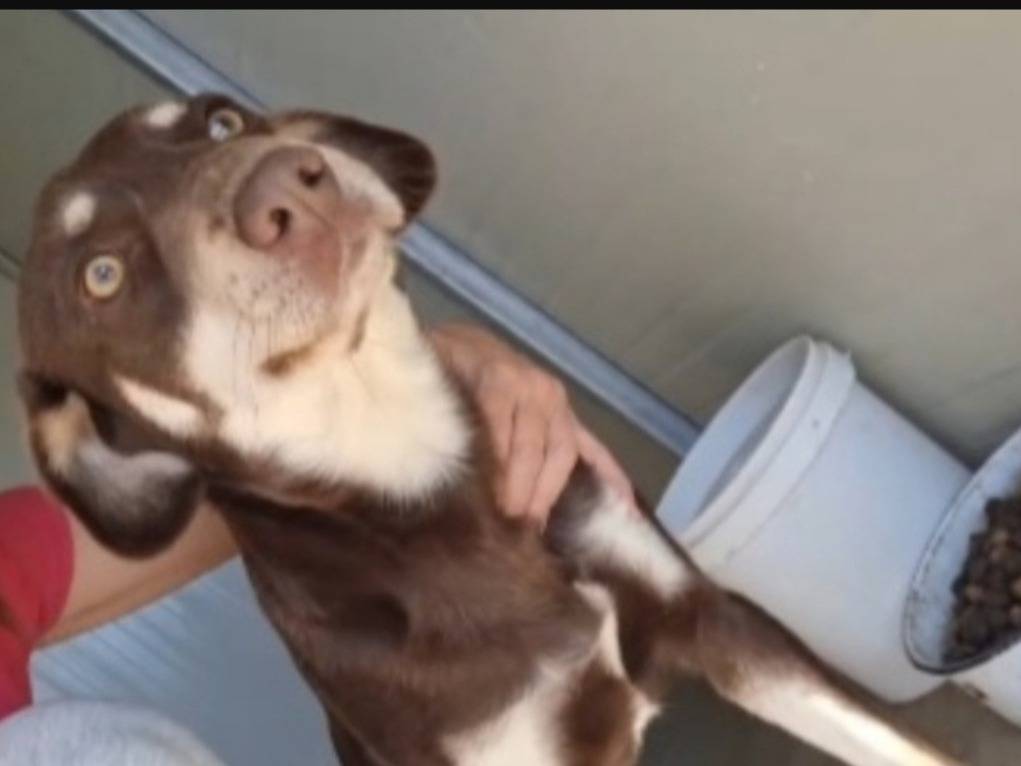 Adotta un cane, maschio, 2 anni e 6 mesi, Cosenza