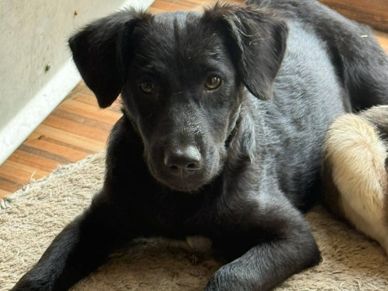 Adotta un cane, femmina, 5 mesi, Firenze