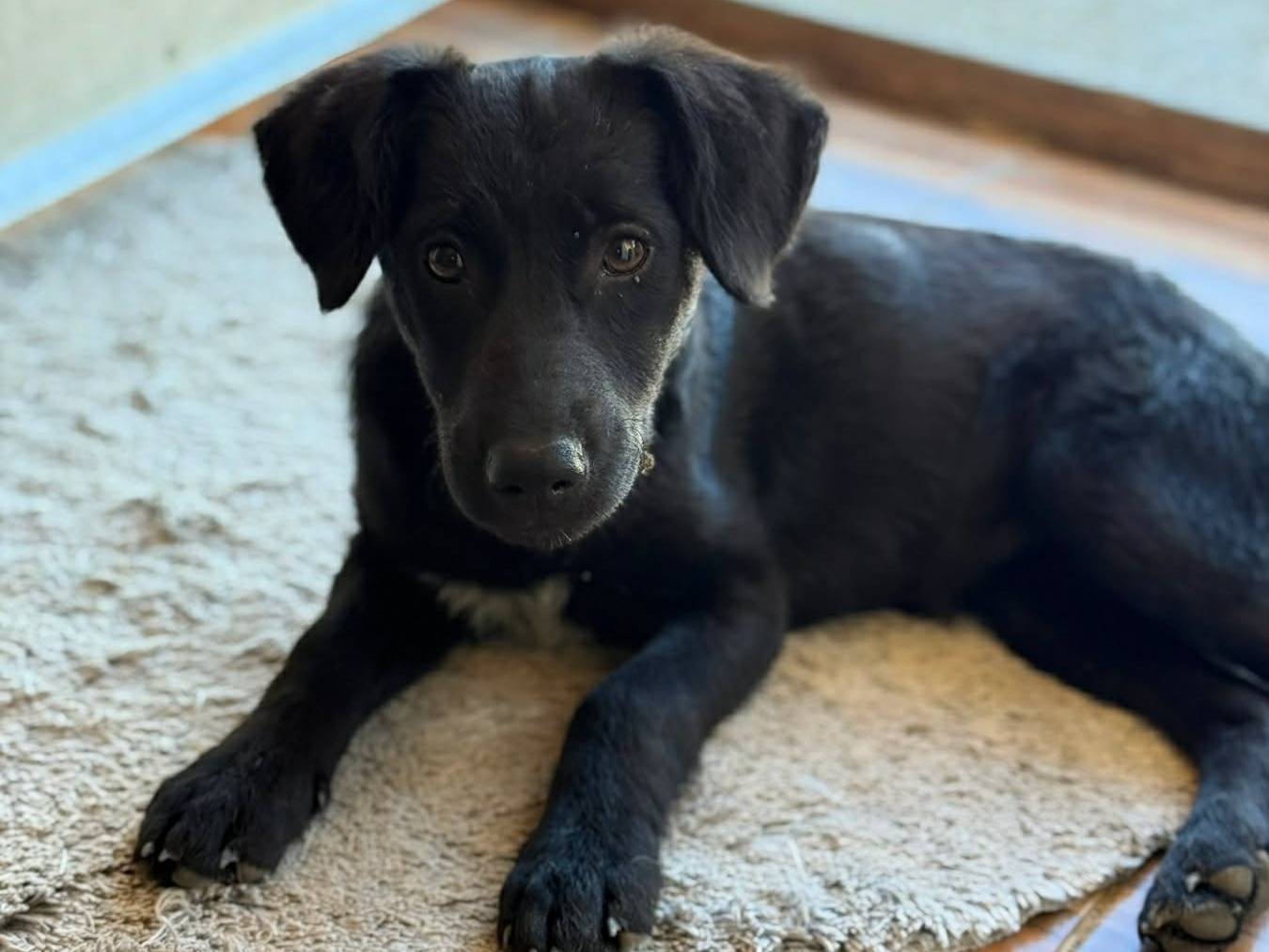 Adotta un cane, taglia media contenuta, femmina, Firenze