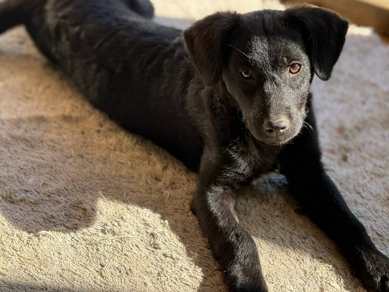 Adozione cane, femmina, Razza sconosciuta Razza sconosciuta, 5 mesi, taglia media contenuta, Firenze