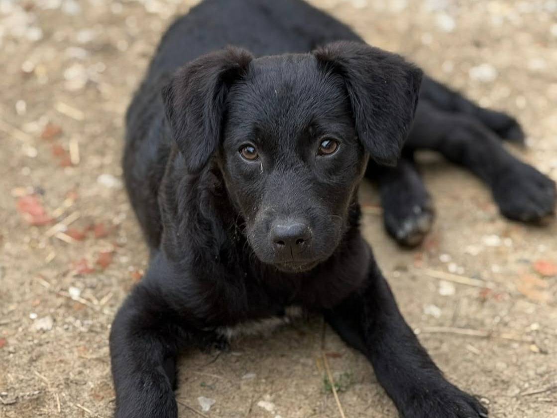 Vuoi adottare un cane a Firenze?