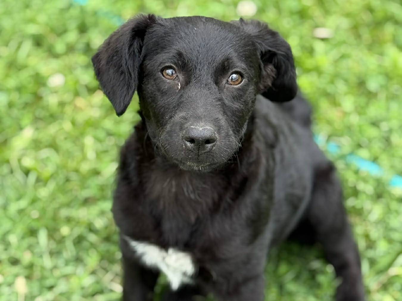 Adotta il cane SELENE a Firenze