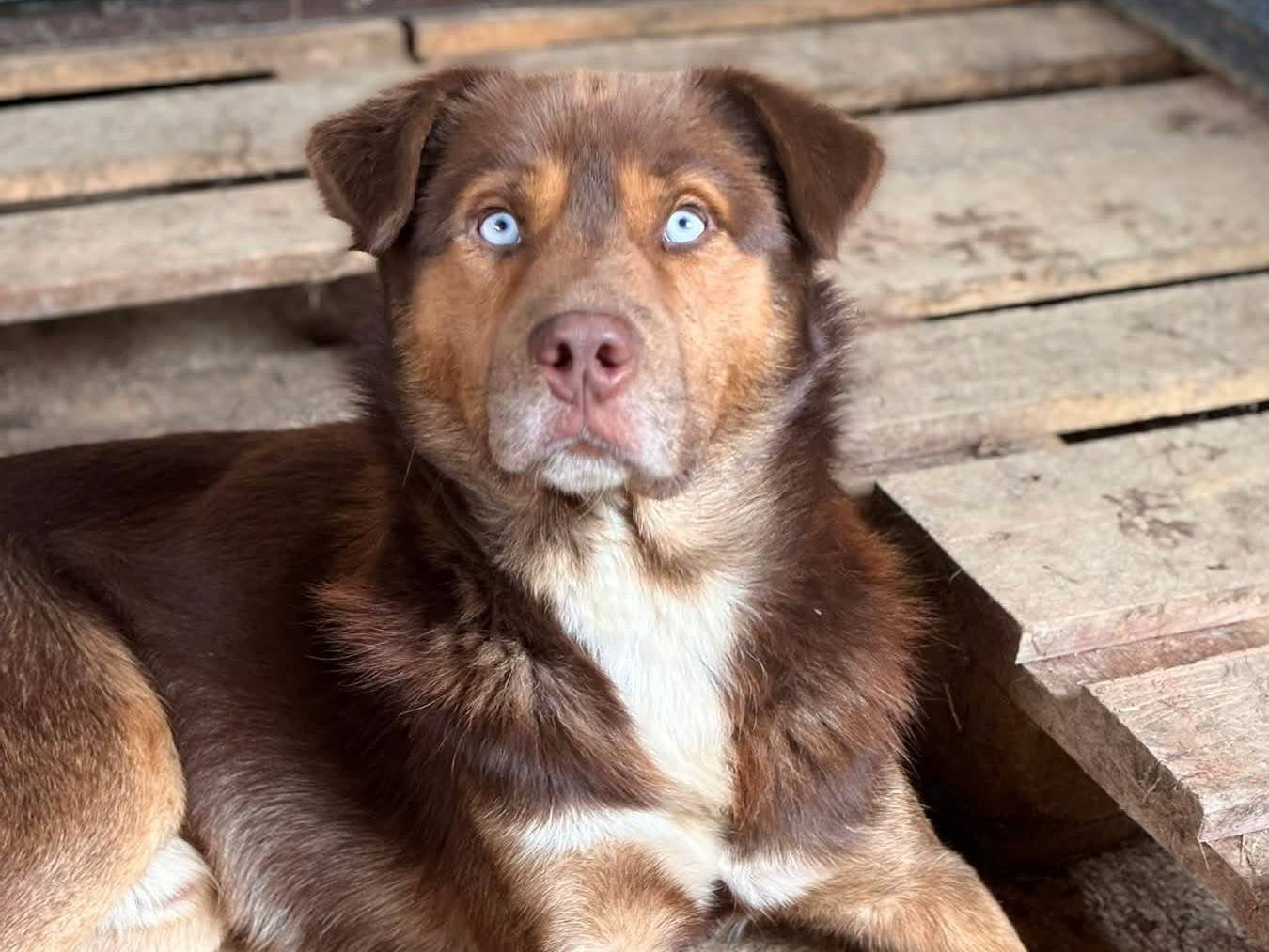 Adotta il cane AURON a Firenze