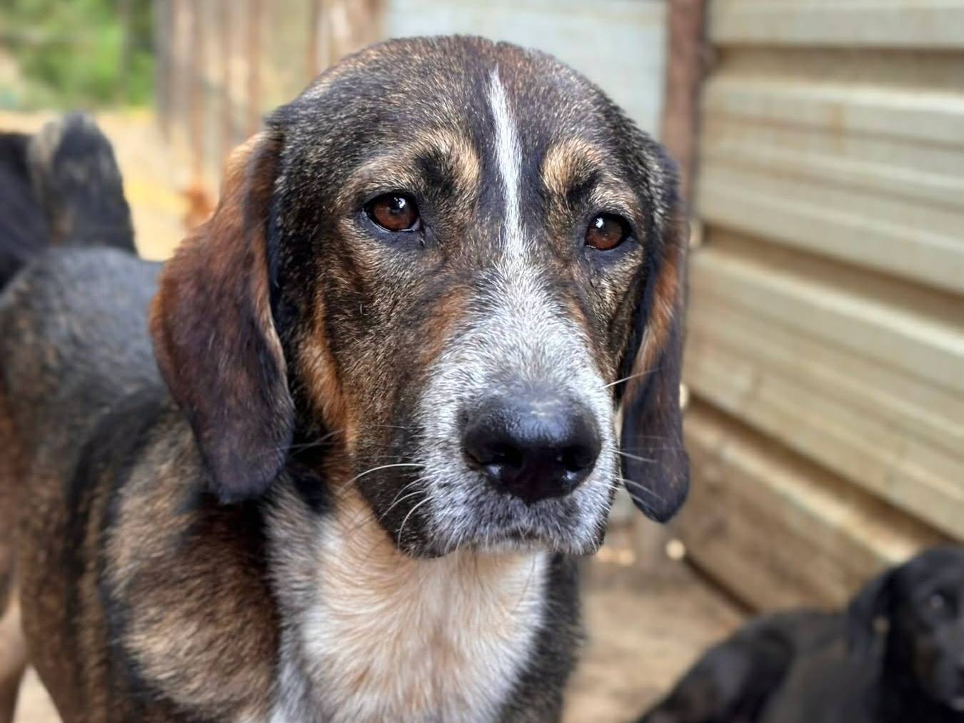 Adotta il cane FINLEY a Firenze