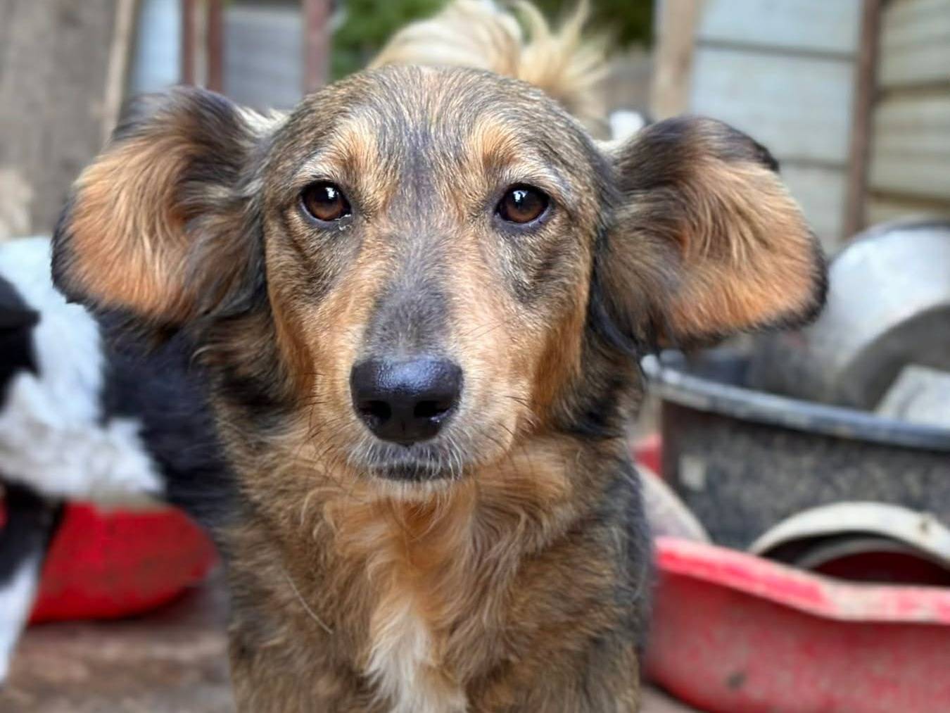 Adozione cane, maschio, Razza sconosciuta Razza sconosciuta, 1 anno e 11 mesi, taglia media, Firenze