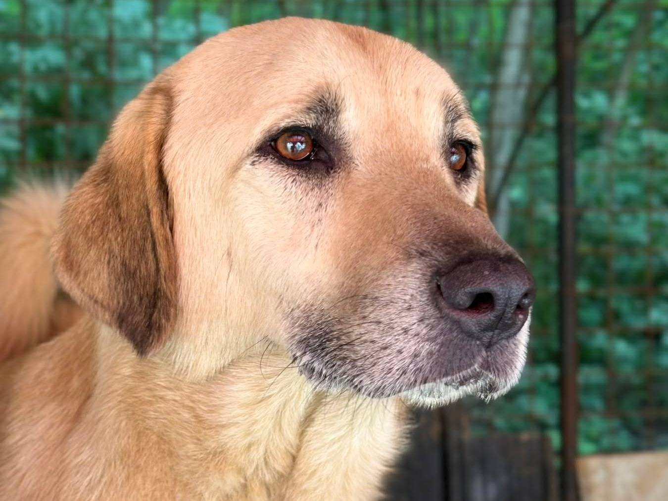 Adozione cane, maschio, Razza sconosciuta Razza sconosciuta, 5 anni e 4 mesi, taglia grande, Firenze