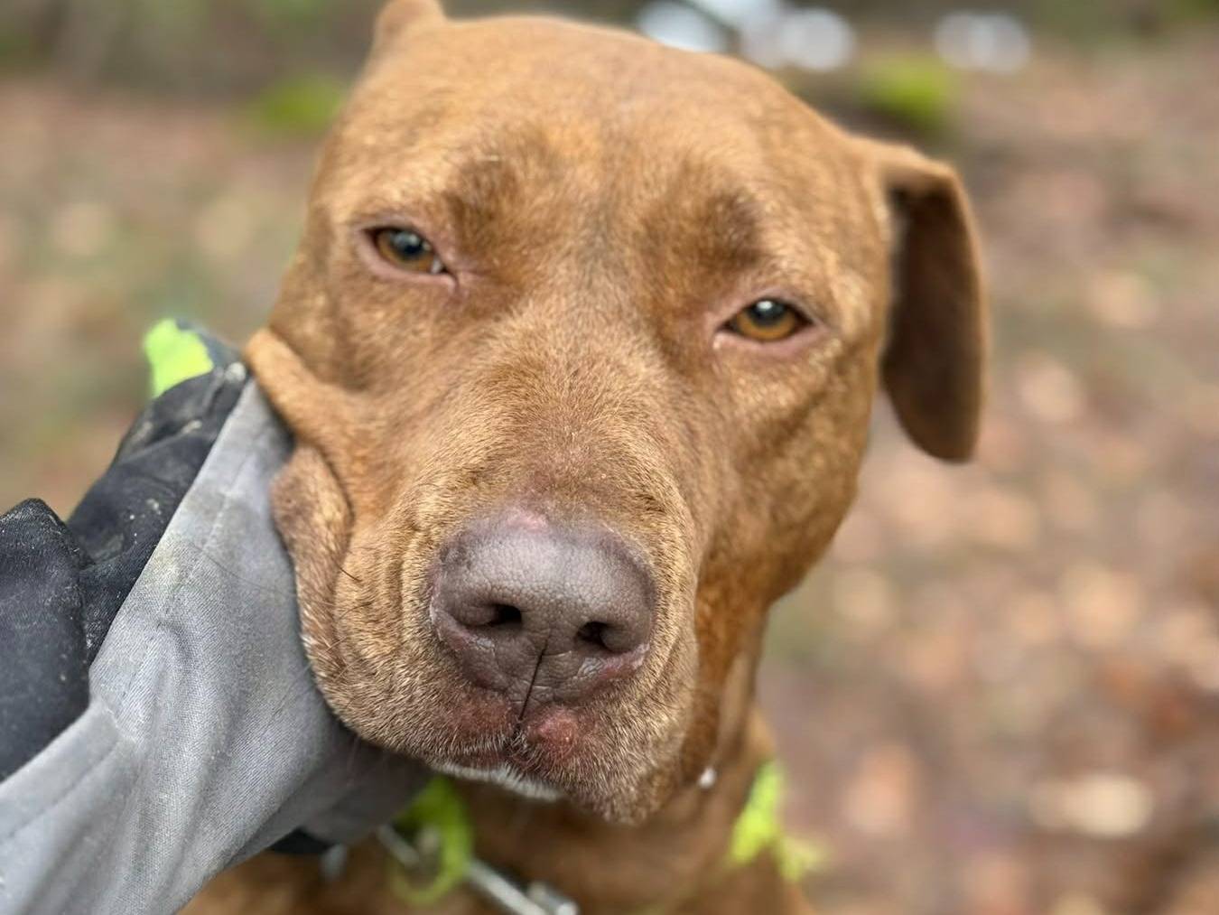 Adotta il cane AFRODITE a Firenze