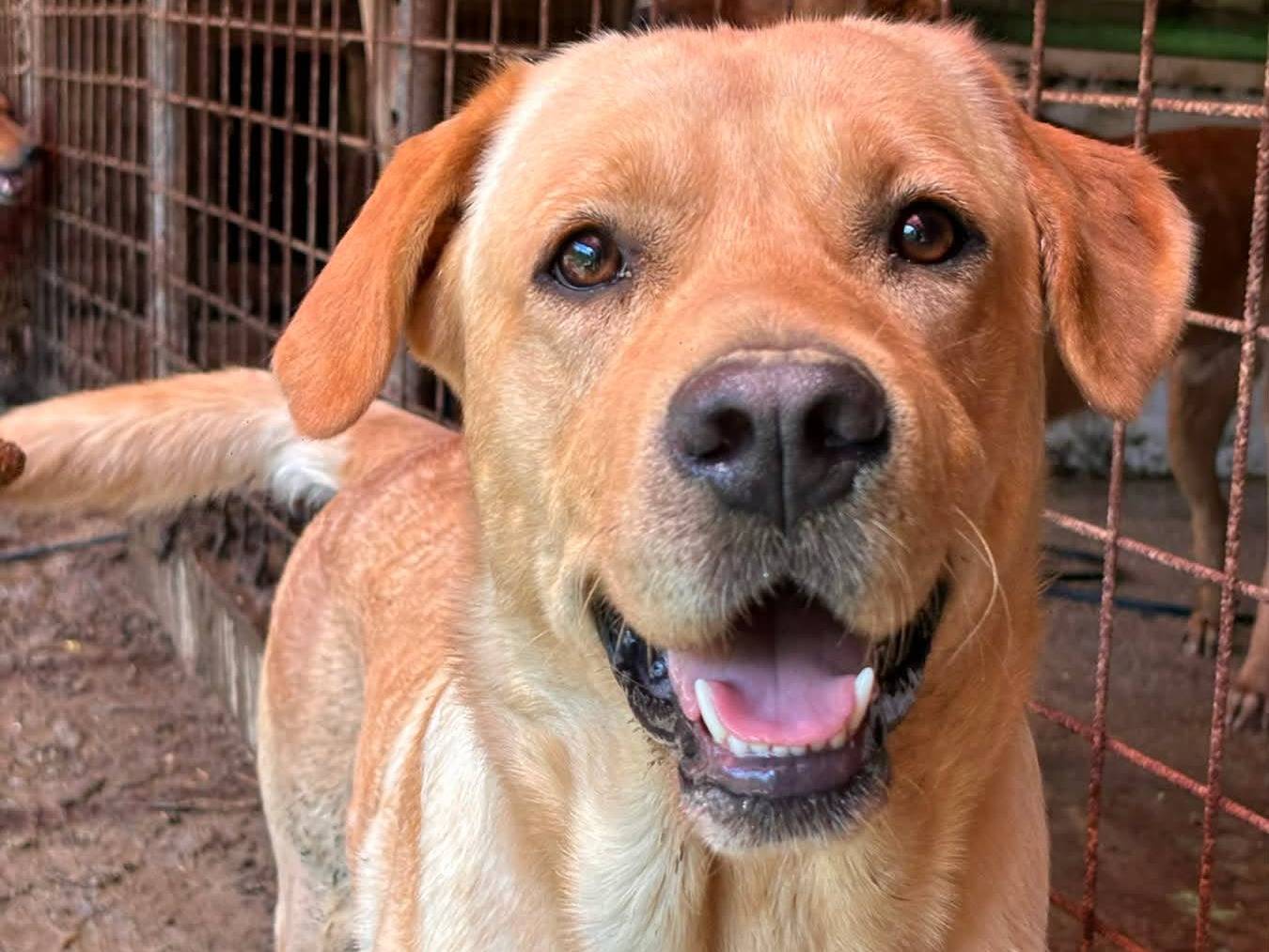 Adotta un cane, maschio, 1 anno e 9 mesi, Firenze