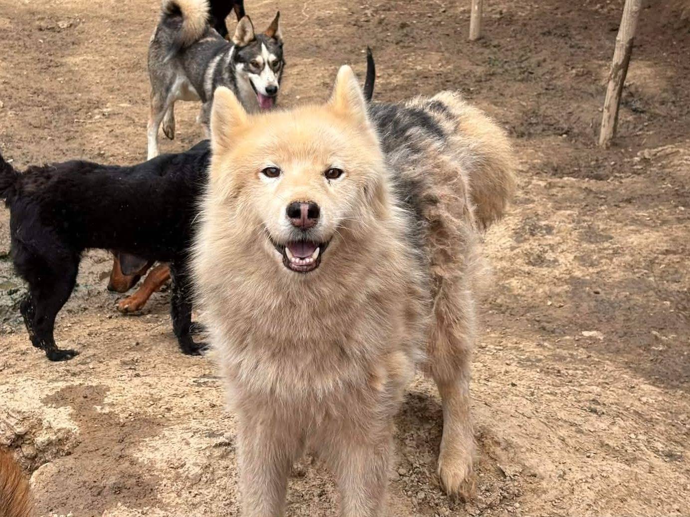 Adotta il cane ATLAS a Firenze