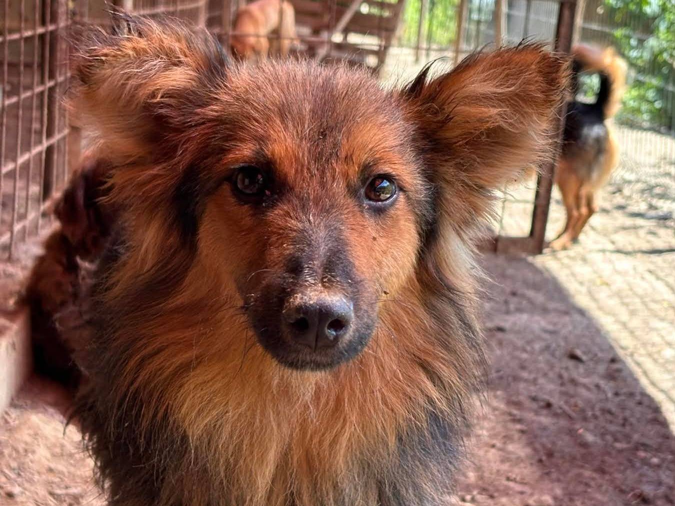 Vuoi adottare un cane a Firenze?