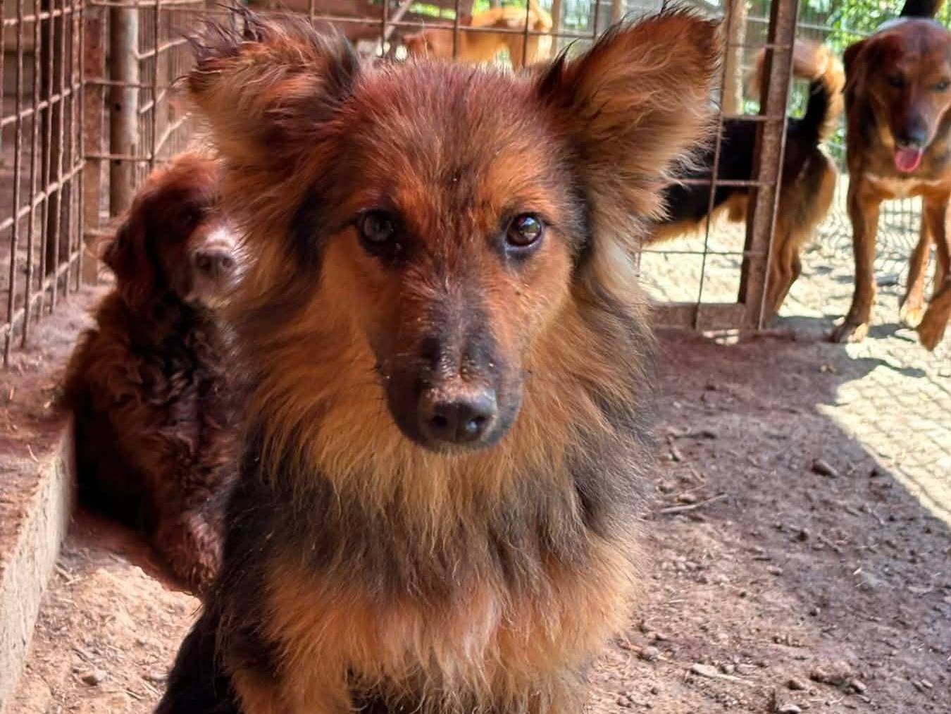 Adotta il cane CHIARLIE a Firenze