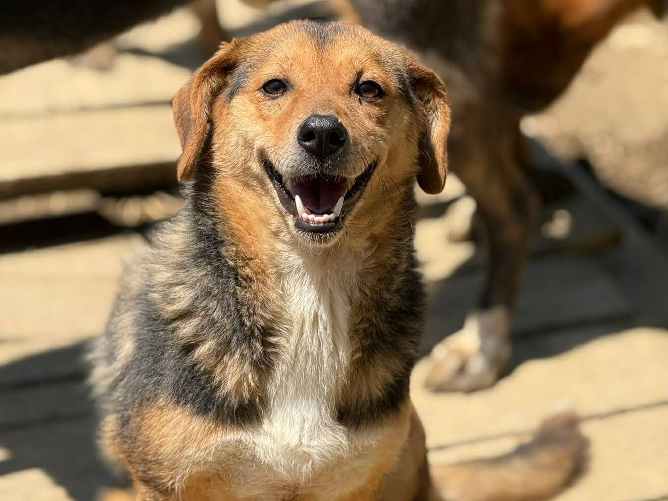 Adotta un cane, femmina, 3 anni e 1 mese, Firenze