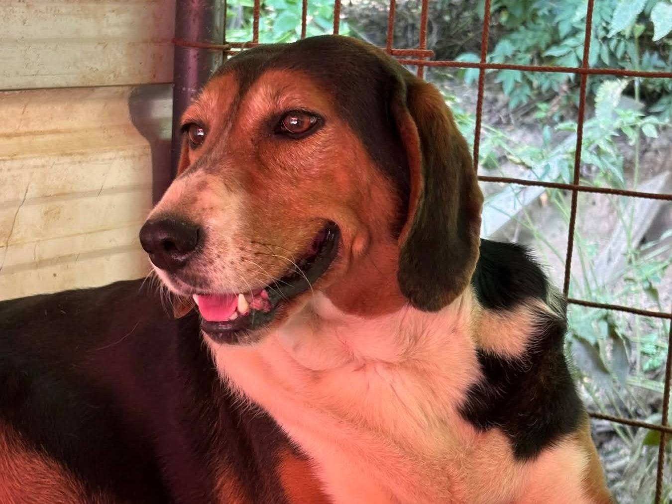 Adotta il cane TALIA a Firenze