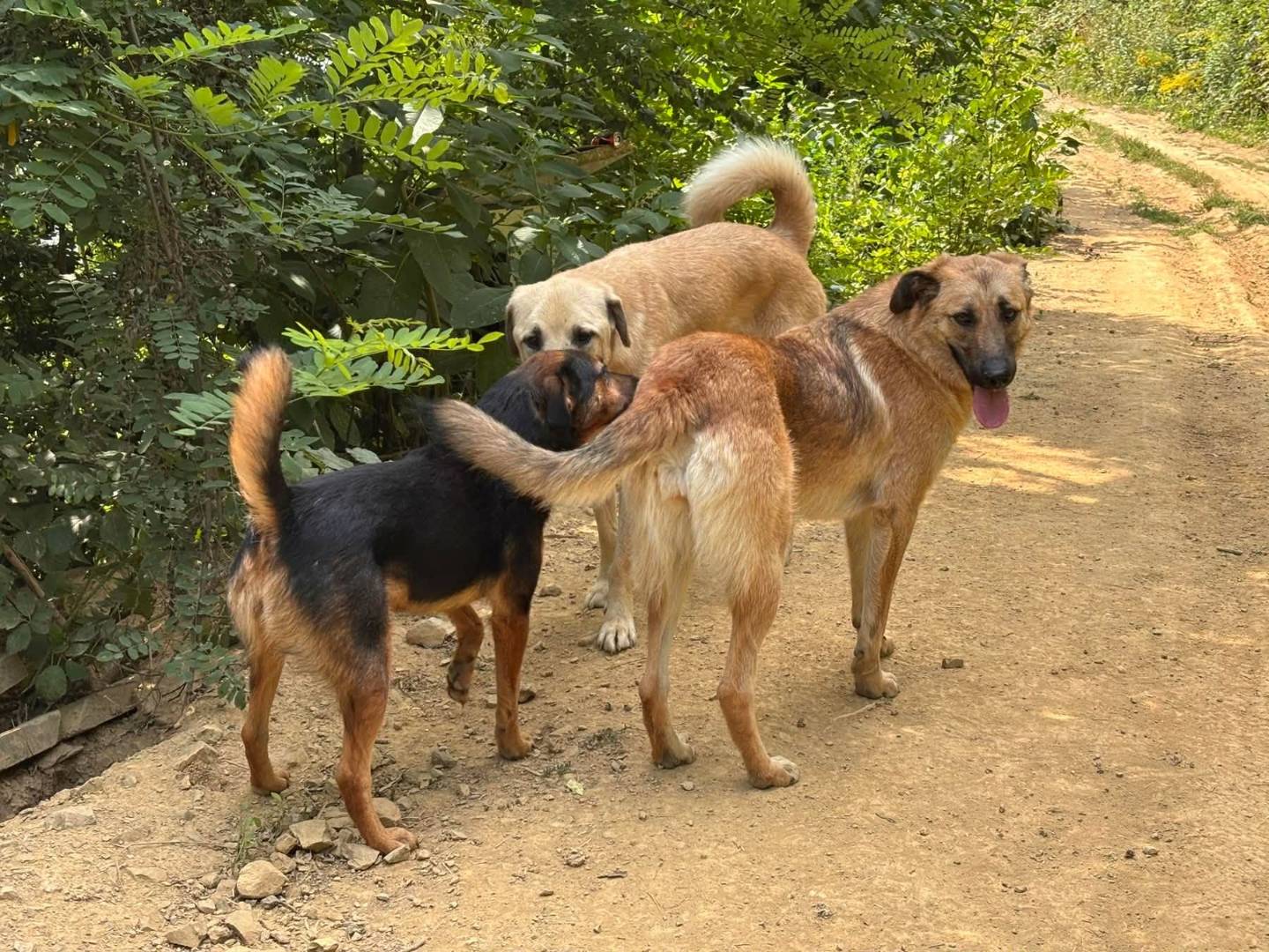 Vuoi adottare un cane a Firenze?