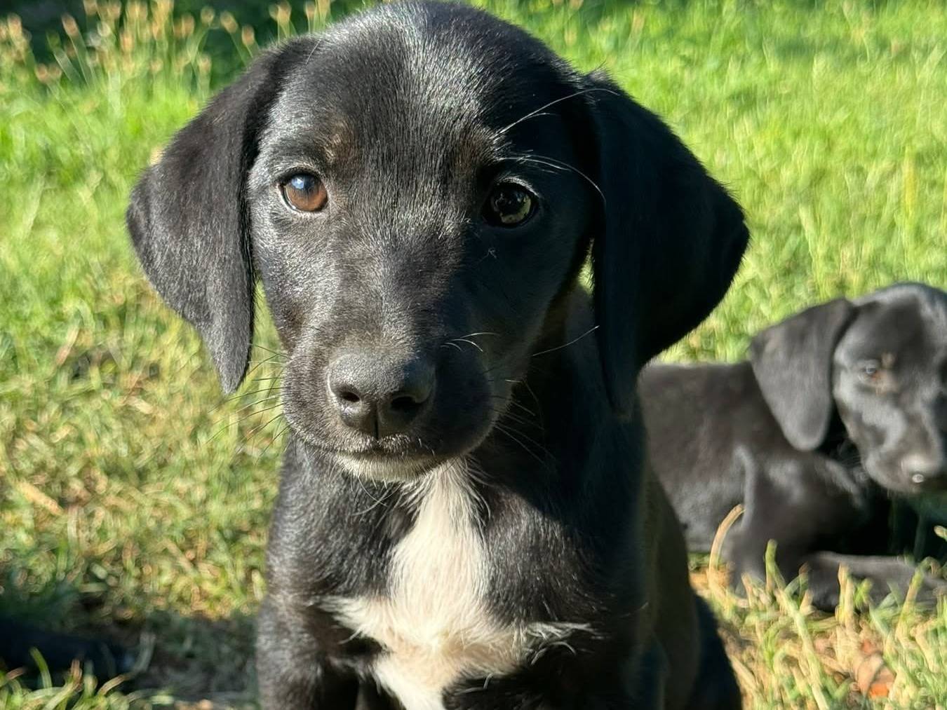 Adozione cane, femmina, Razza sconosciuta Razza sconosciuta, 3 mesi, taglia media contenuta, Firenze