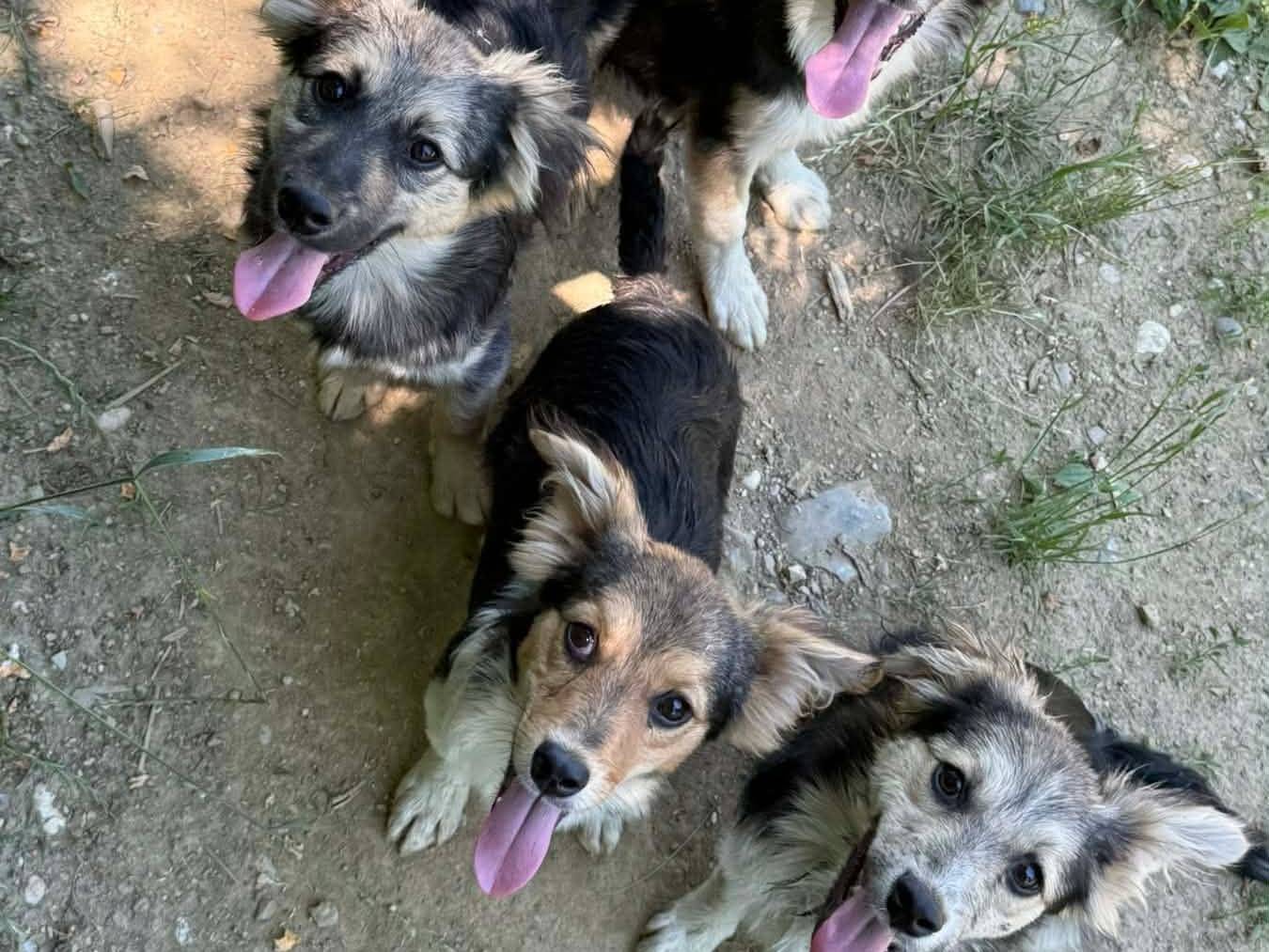 Vuoi adottare un cane a Firenze?