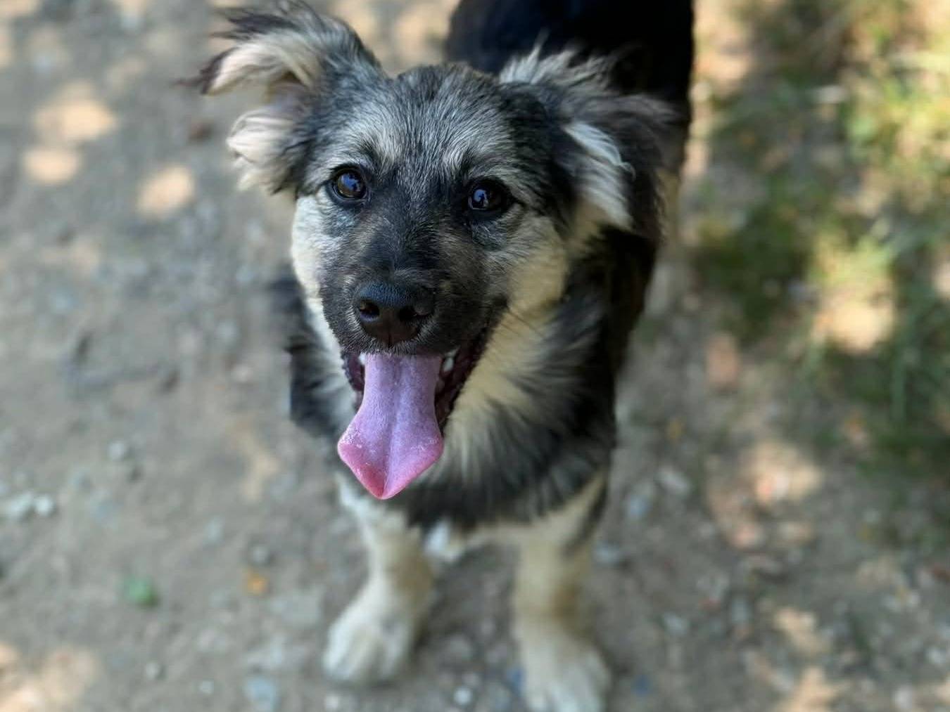 Vuoi adottare un cane a Firenze?