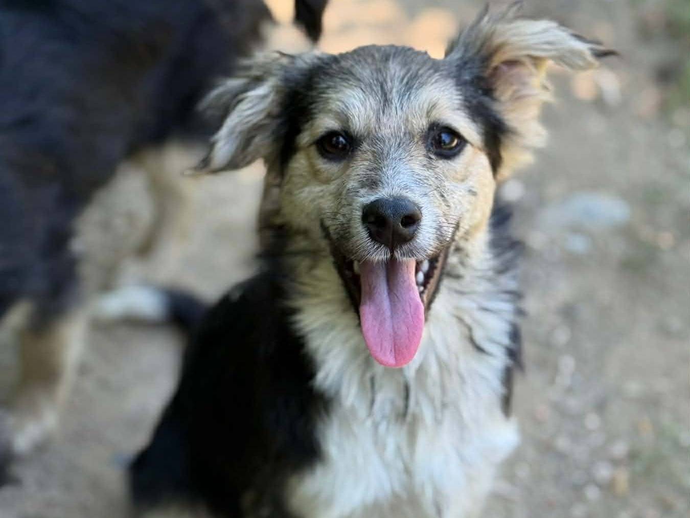 Adotta un cane, maschio, 5 mesi, Firenze