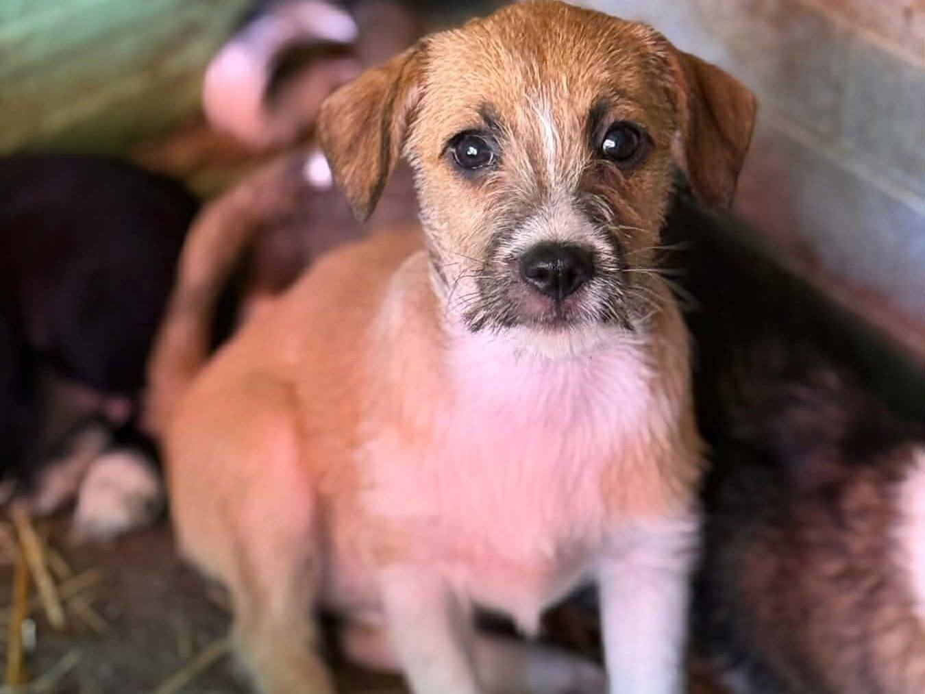 Adotta un cane, taglia piccola, femmina, Firenze