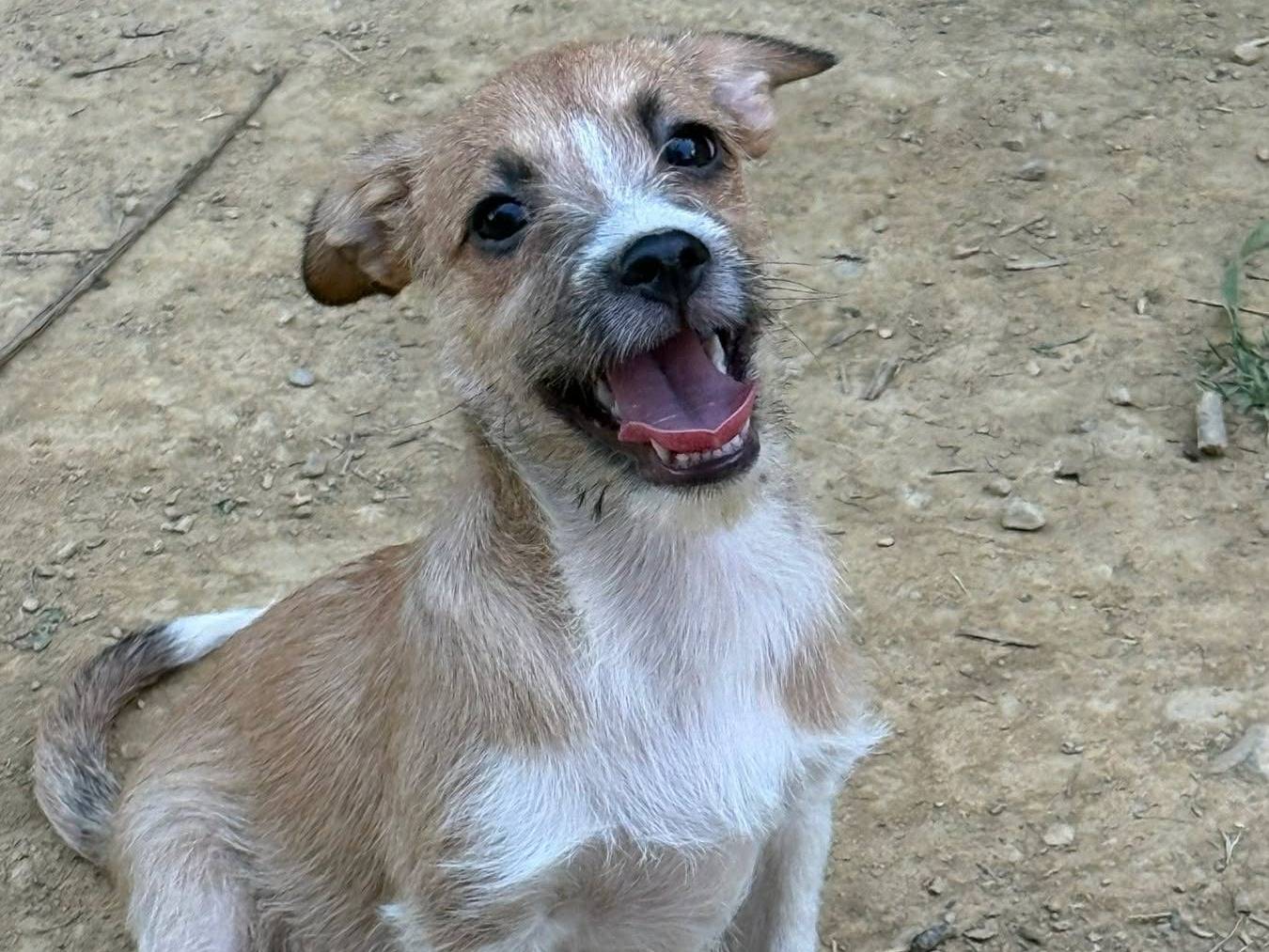 Adotta un cane, femmina, 3 mesi, Firenze