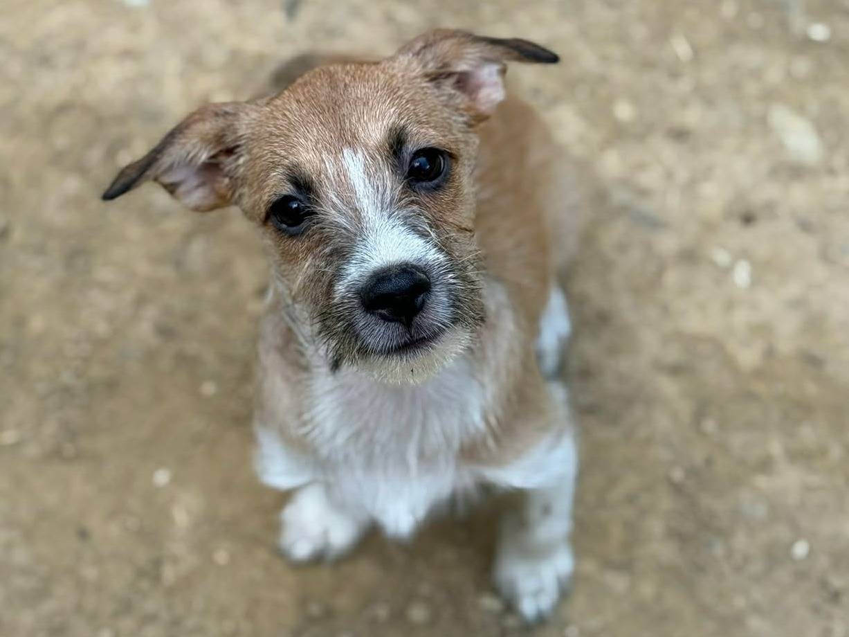 Adozione cane, femmina, Razza sconosciuta Razza sconosciuta, 3 mesi, taglia piccola, Firenze