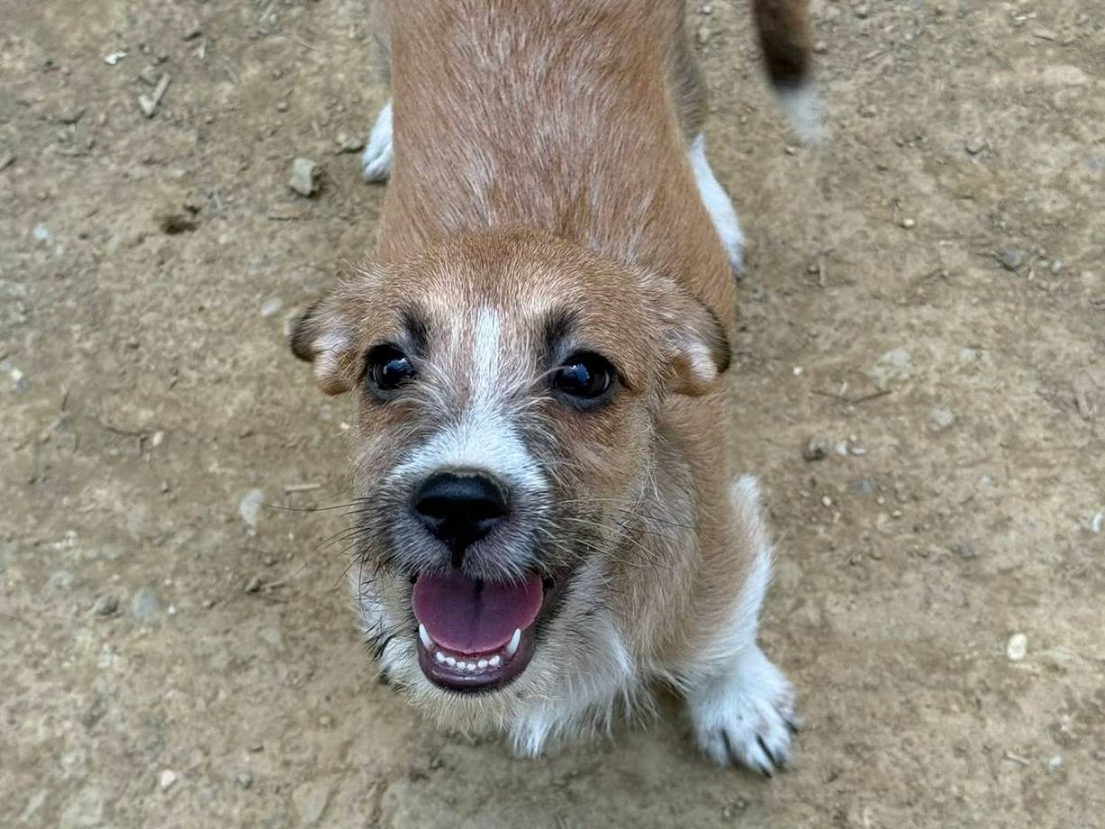 Vuoi adottare un cane a Firenze?