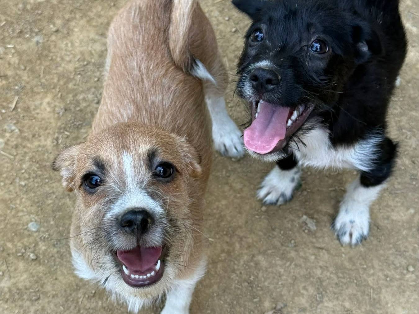 Adotta il cane TARA a Firenze