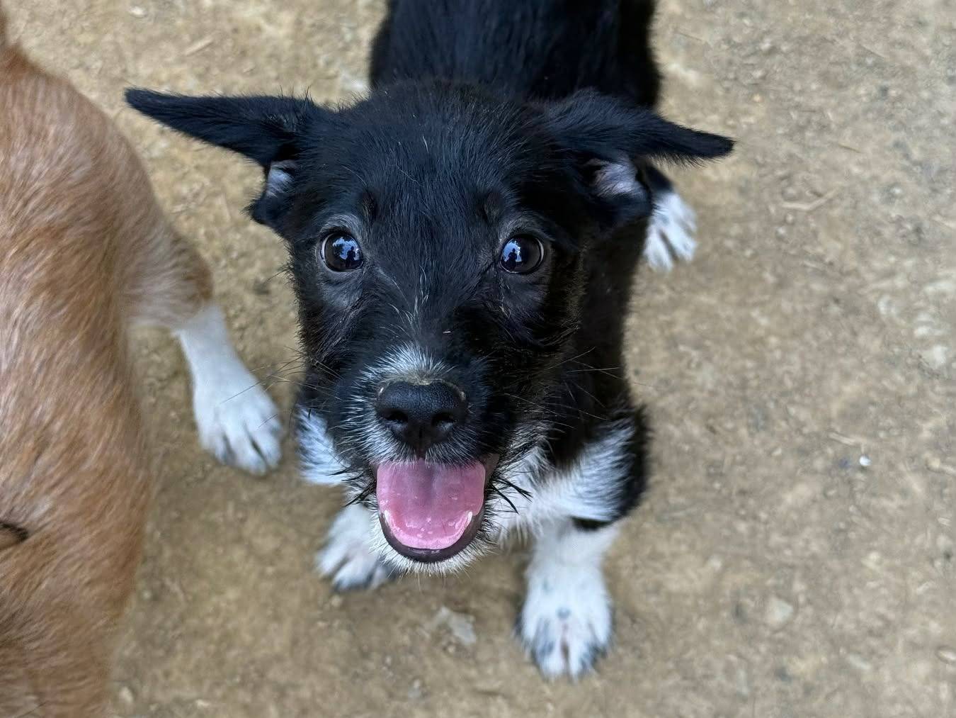 Adozione cane, maschio, Razza sconosciuta Razza sconosciuta, 3 mesi, taglia piccola, Firenze