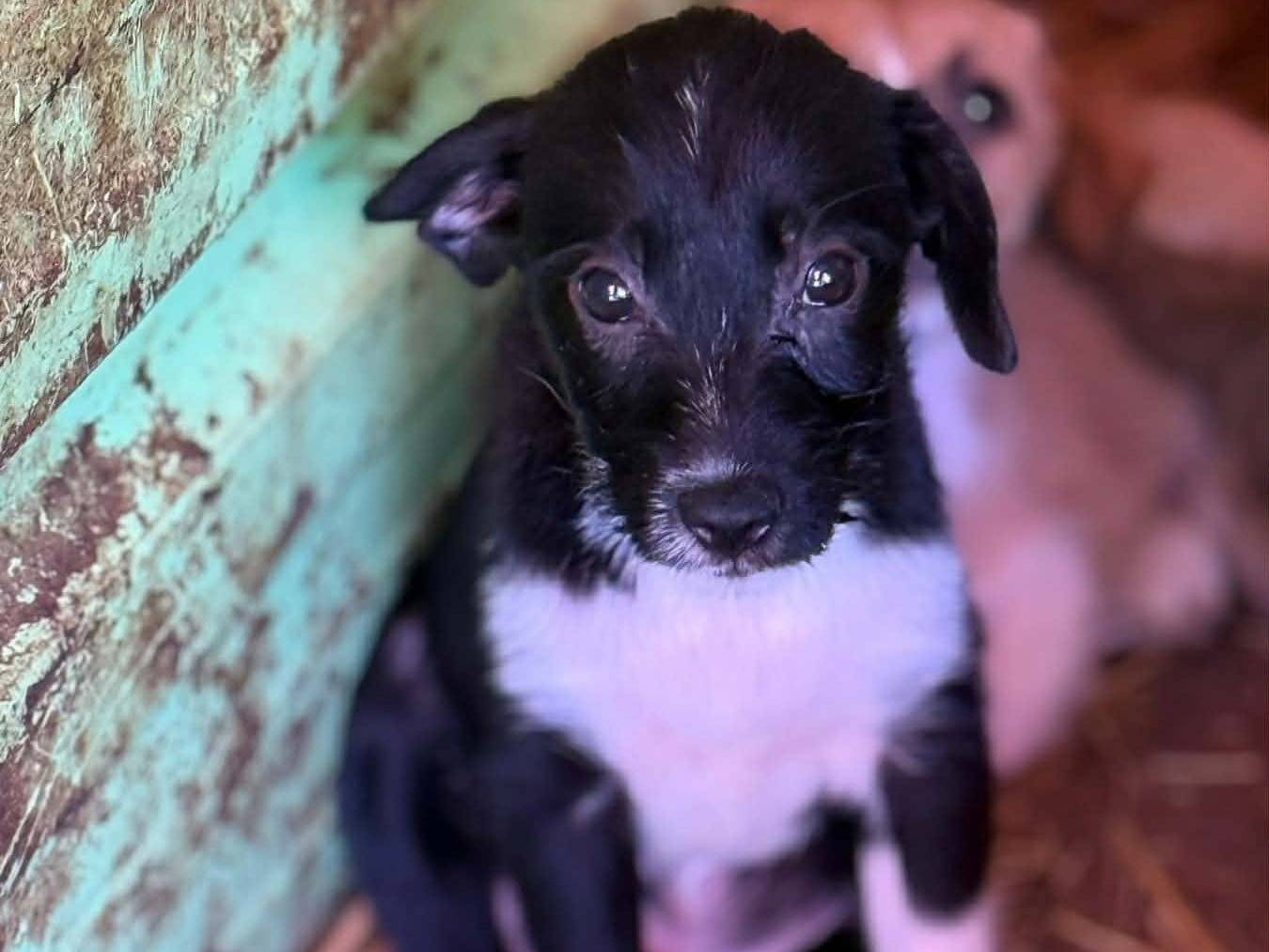 Adotta un cane, taglia piccola, maschio, Firenze