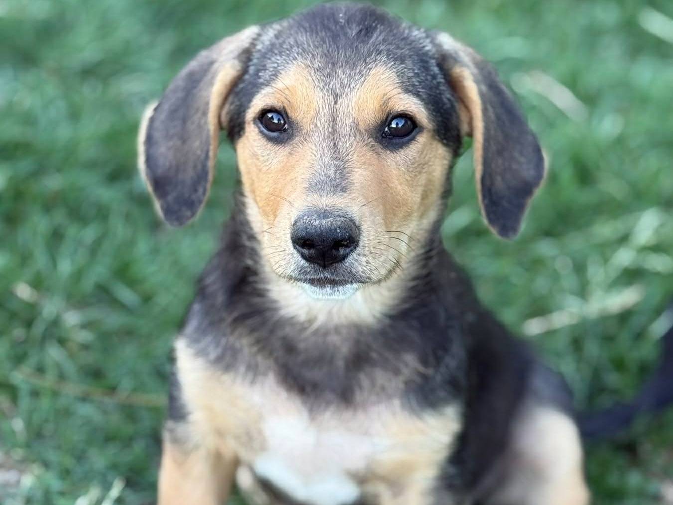 Adozione cane, maschio, Razza sconosciuta Razza sconosciuta, 4 mesi, taglia media contenuta, Firenze