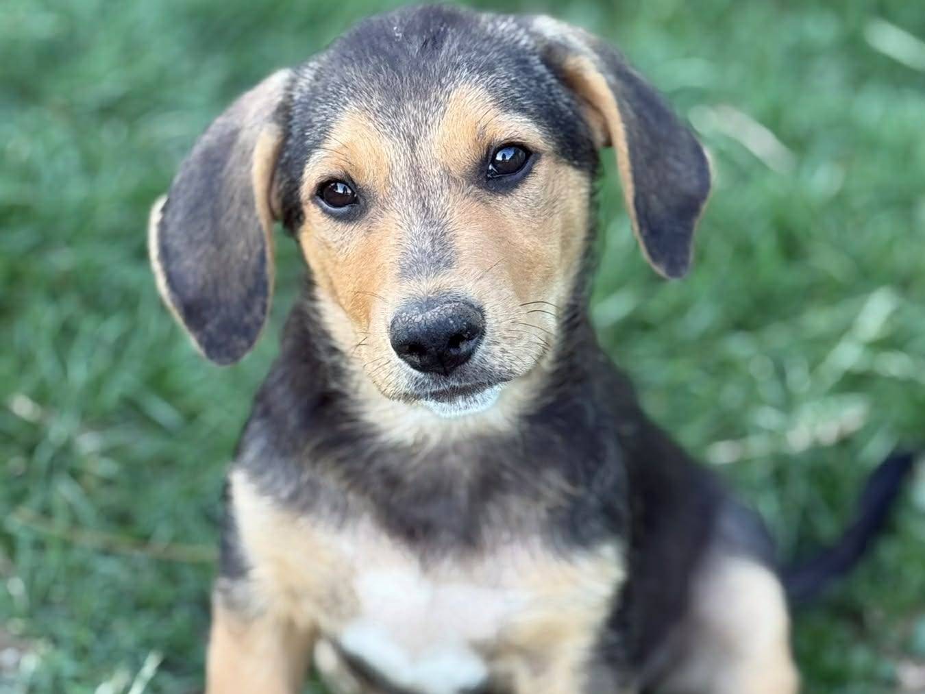 Adotta un cane, maschio, 4 mesi, Firenze