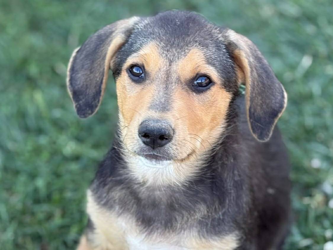Adotta un cane, taglia media contenuta, maschio, Firenze