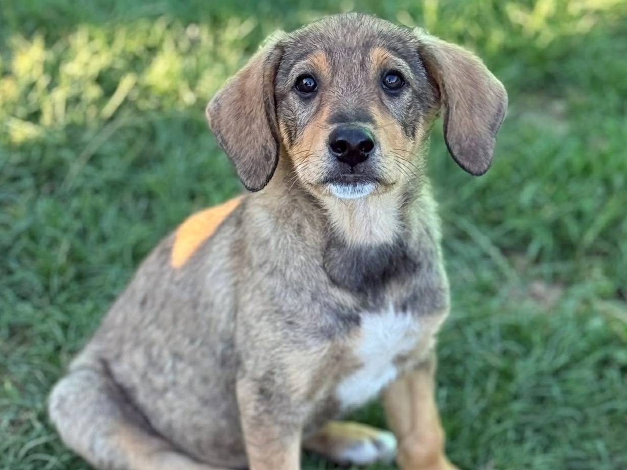 Vuoi adottare un cane a Firenze?