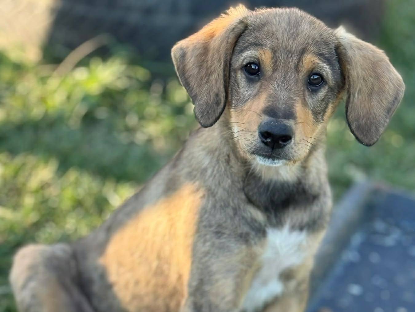 Adotta un cane, taglia media contenuta, maschio, Firenze