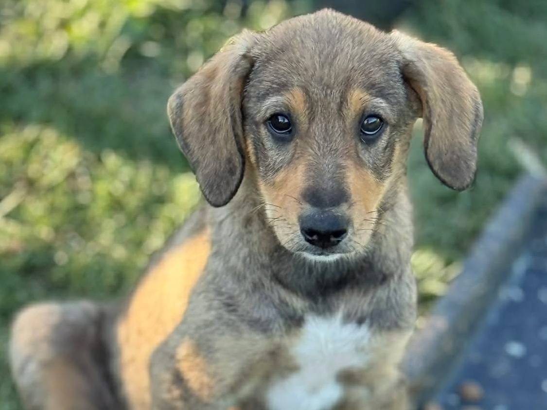 Adotta il cane DENI a Firenze