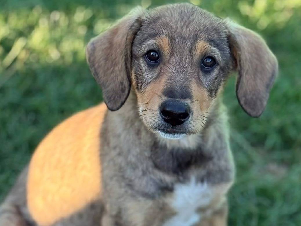 Adozione cane, maschio, Razza sconosciuta Razza sconosciuta, 4 mesi, taglia media contenuta, Firenze