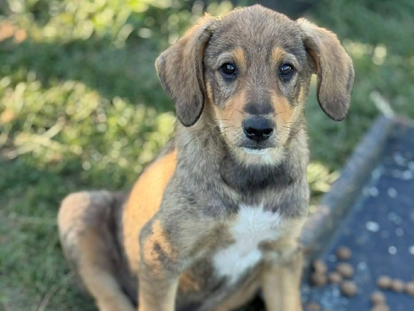 Adotta un cane, maschio, 4 mesi, Firenze