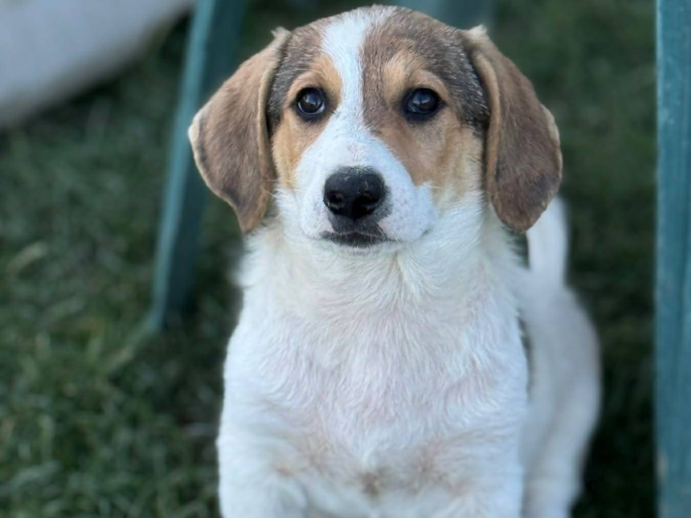 Adotta un cane, femmina, 4 mesi, Firenze