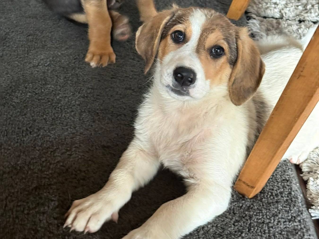 Vuoi adottare un cane a Firenze?