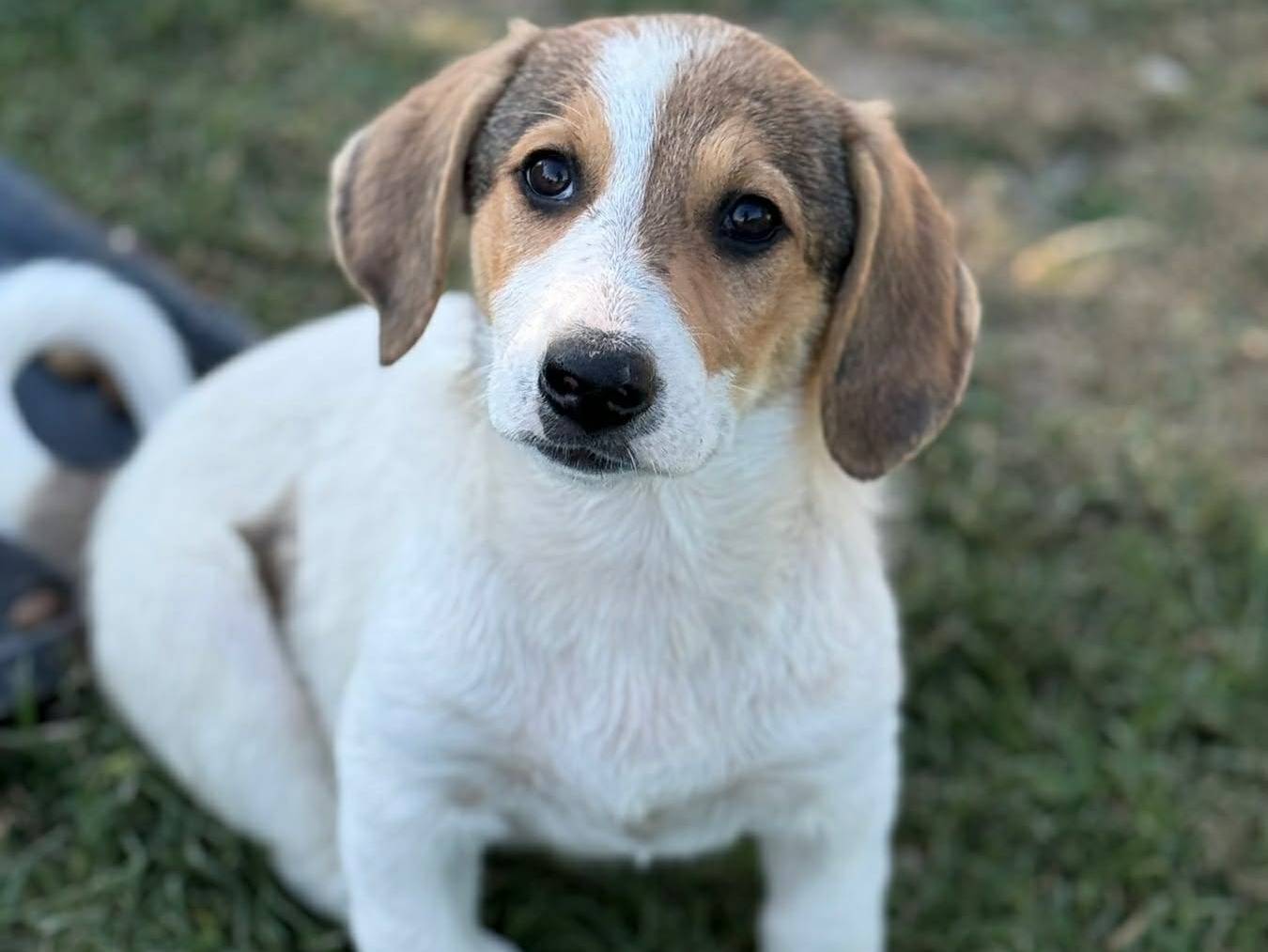 Adozione cane, femmina, Razza sconosciuta Razza sconosciuta, 4 mesi, taglia media contenuta, Firenze