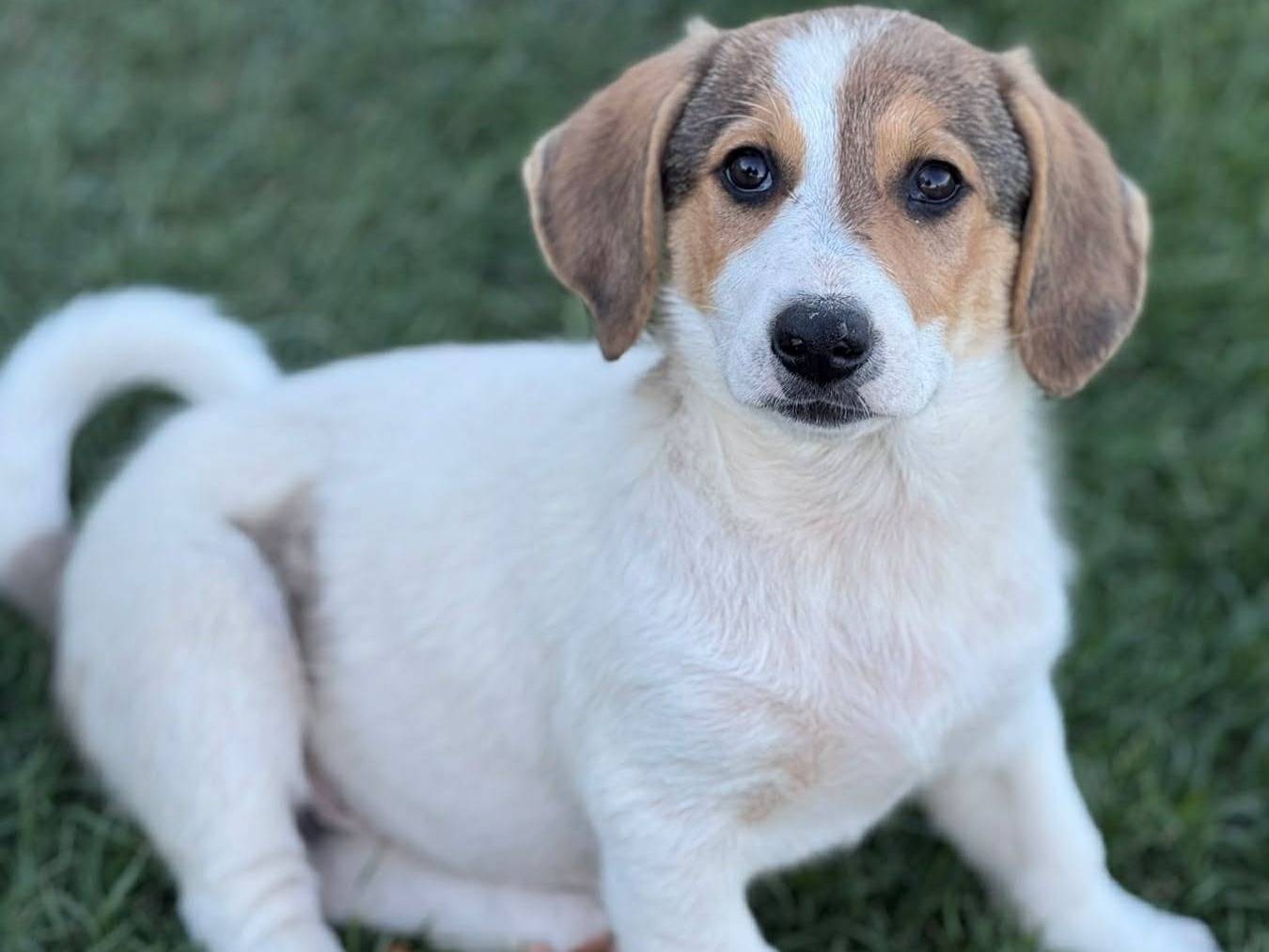 Adotta un cane, taglia media contenuta, femmina, Firenze