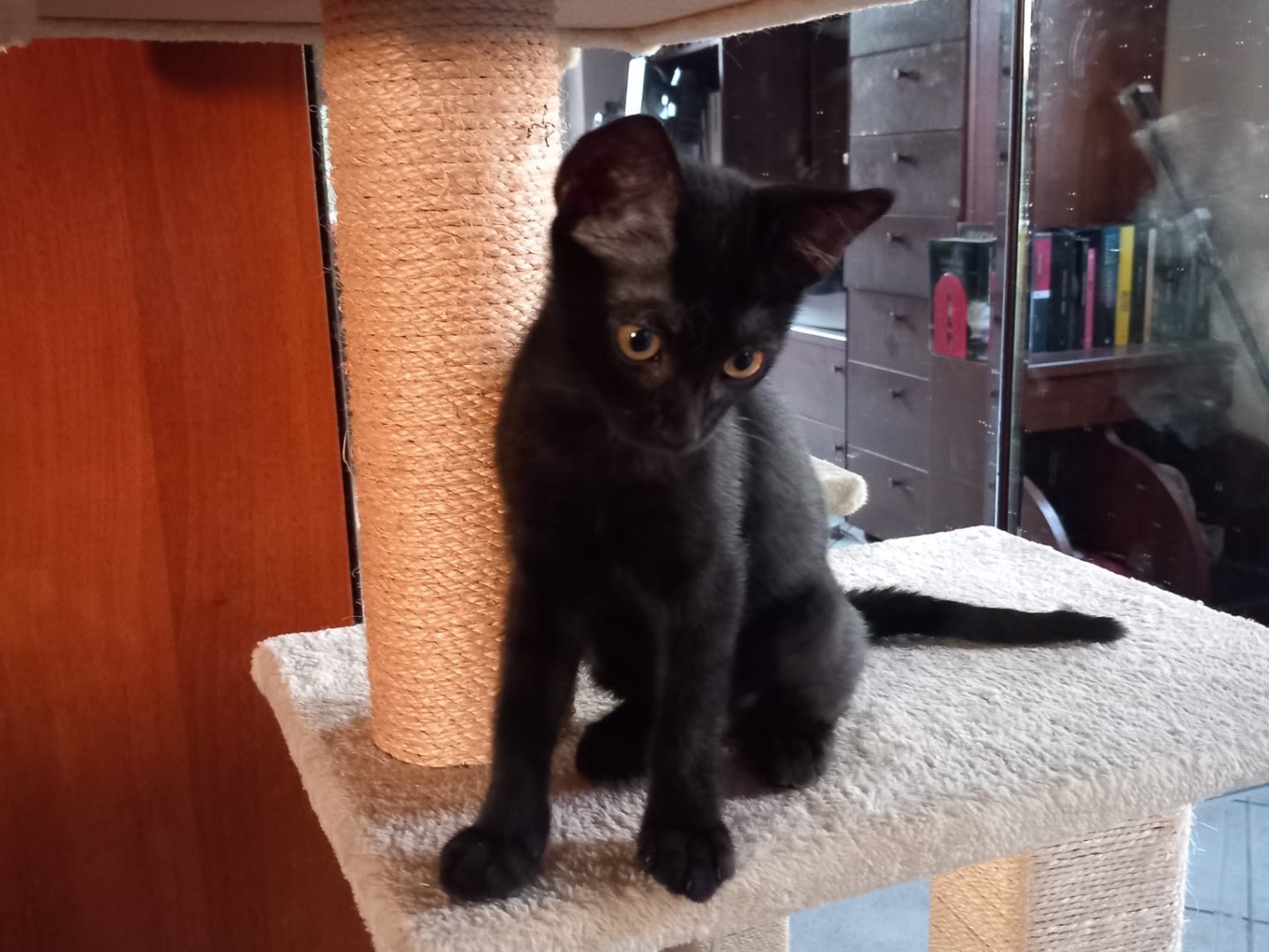 Vuoi adottare un gatto a Latina?