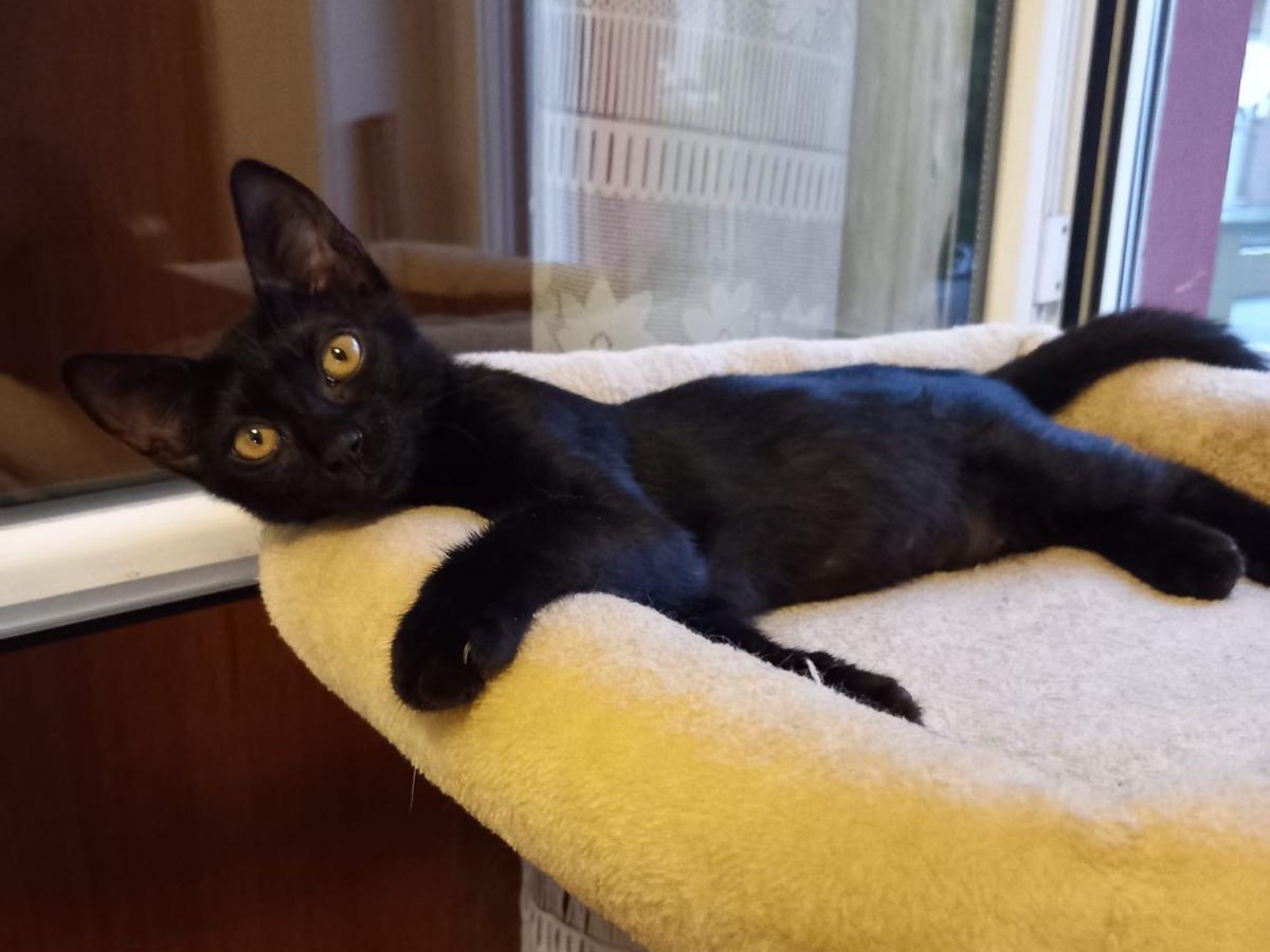 Adozione gatto, femmina, Razza sconosciuta Razza sconosciuta, 3 mesi, taglia non valida, Latina