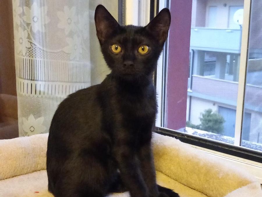 Adotta un gatto, taglia non valida, femmina, Latina