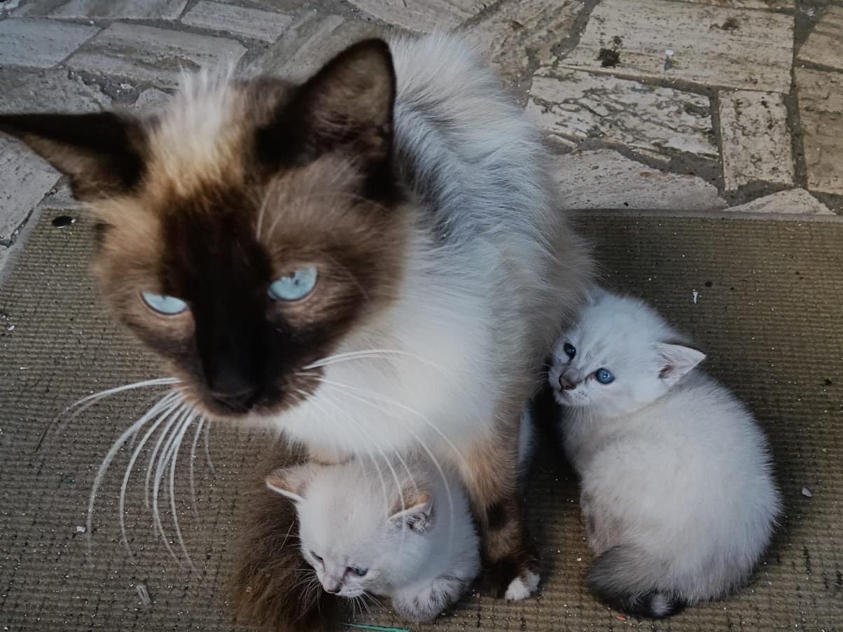 Adozione gatto, femmina, Sacro di Birmania Razza sconosciuta, 1 anno e 4 mesi, taglia non valida, Latina