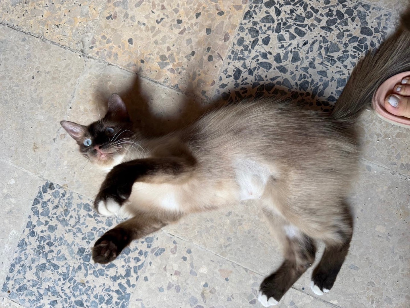 Adotta un gatto, femmina, 1 anno e 4 mesi, Latina