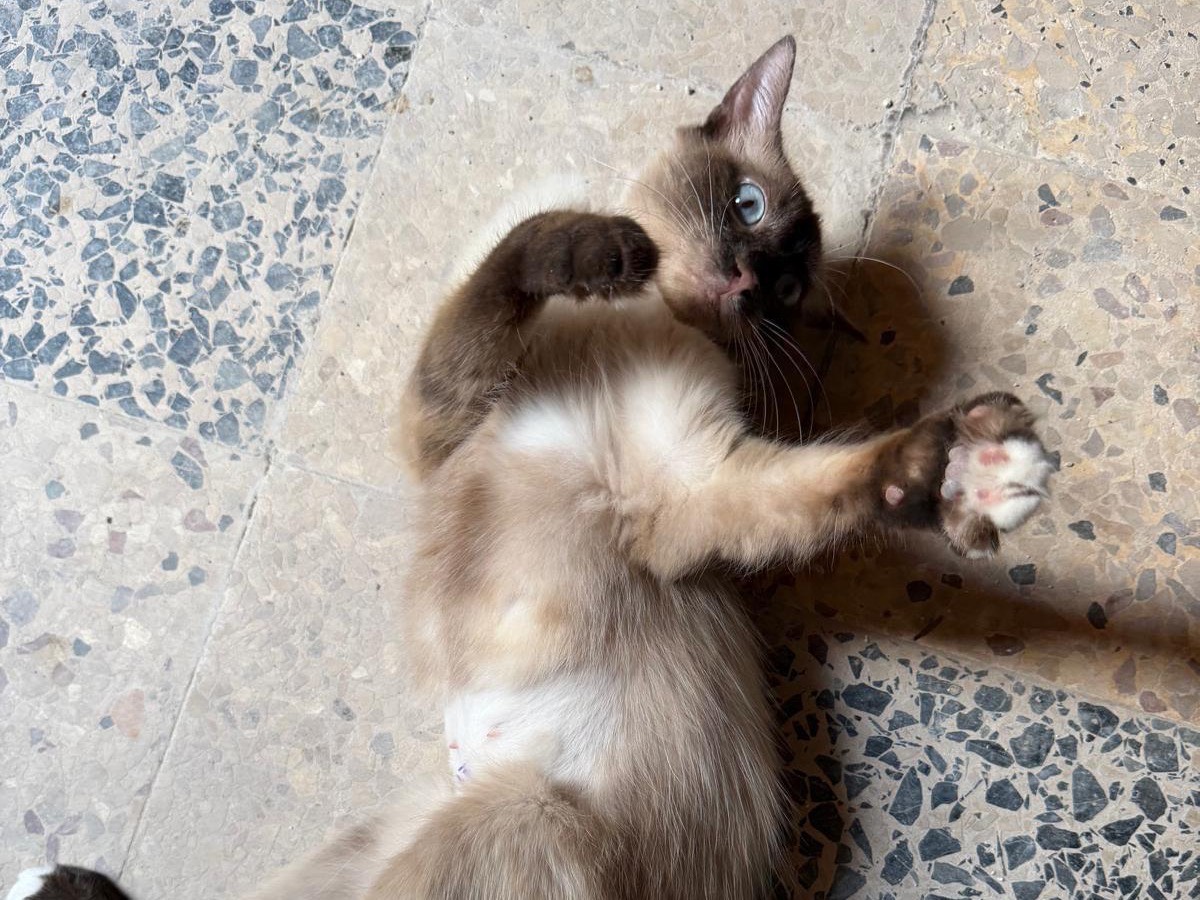 Adotta un gatto, taglia non valida, femmina, Latina
